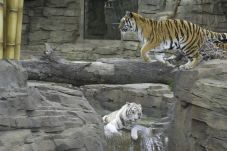 Tigers in the Jungala section of Busch Gardens