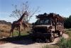 Ride the Kiliminjari Safari tour at Disney Animal Kingdom theme park.