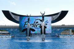 I Believe - I Believe! Believe - the show at Sea World Orlando. Get great ticket discounts for Sea World for groups, Church groups, youth groups, sports groups, marching bands, choirs and choral groups save big.