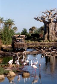 The Kiliminjari Safari ride at Disney Animal Kingdom theme park.
