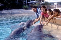 Hey... feed me more. Feed the dolphins at Sea World. This is really cool. Get discount tickets to Sea World and pet the dolphins.